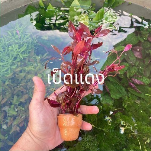 ต้นไม้น้ำ ไม้น้ำตู้ปลา เลี้ยงง่าย ไม่ต้องใช้คาร์บอน - รูปที่ 3