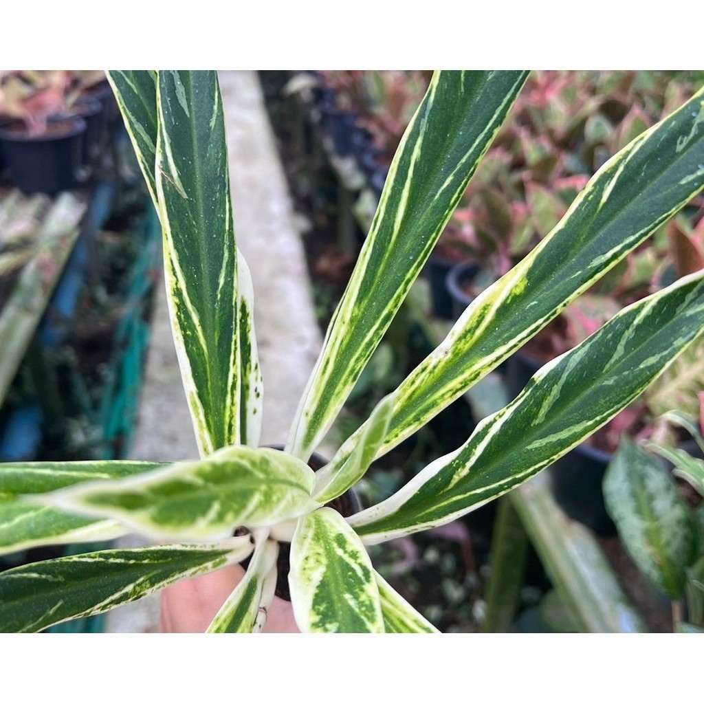 มุมมอง 3