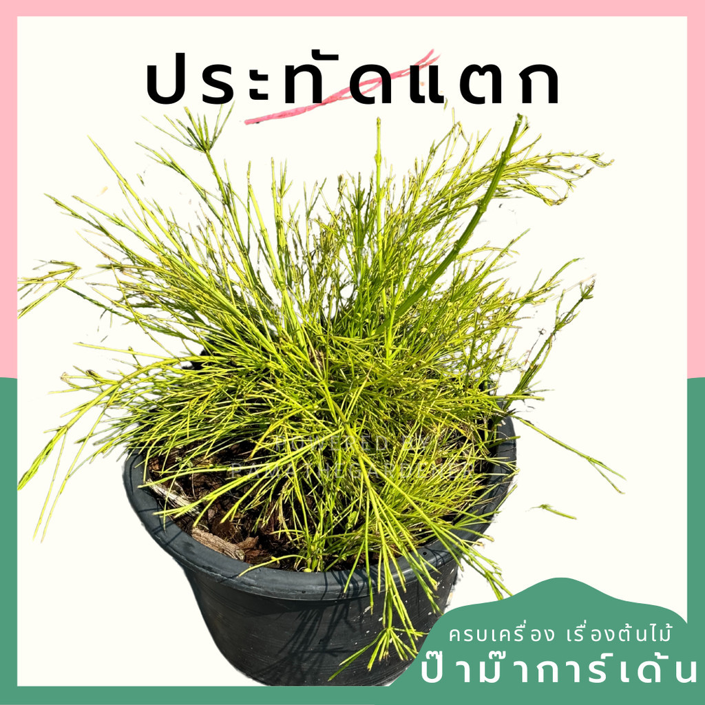 ประทัดแตก 11 นิ้ว Coral plant/Coralblow/Firecracker plant/Fountain plant