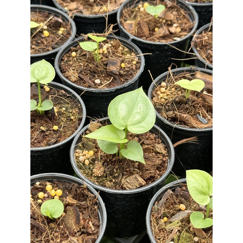 มุมมอง 2