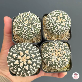 แอสโตรวี ไม้เมล็ด Astrophytum V-type แคคตัส กระบองเพชร cactus&succulent