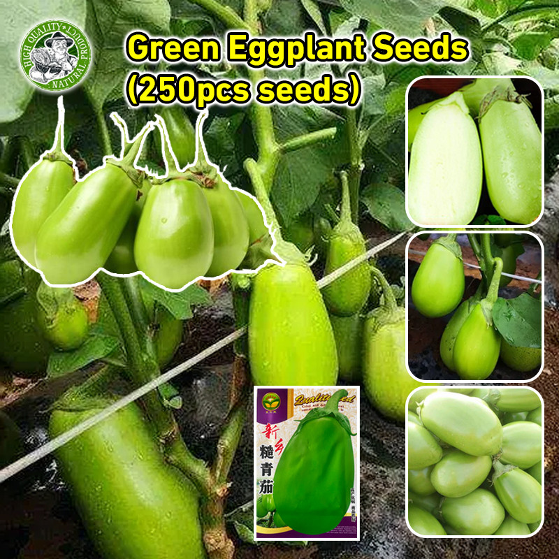 เมล็ดพันธุ์ มะเขือ ยักษ์ Big Green Eggplant Seed Round Eggplant Plants Seed Vegetables Seed เมล็ดผัก