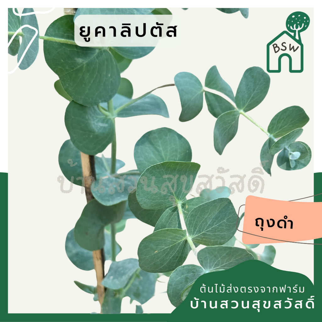 มุมมอง 2