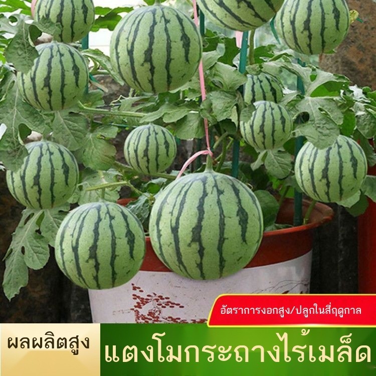 ♛▩เมล็ดแตงโมไร้เมล็ดขนาดเล็กสุดแสนหวาน