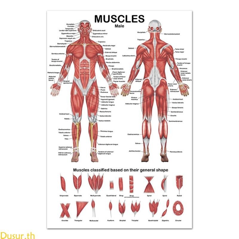 Dusur Professional Human Muscular System Anatomical Chart Human Muscle Anatomy โปสเตอร ์ สําหรับการศึกษา Lecture 19 69 x 27 5