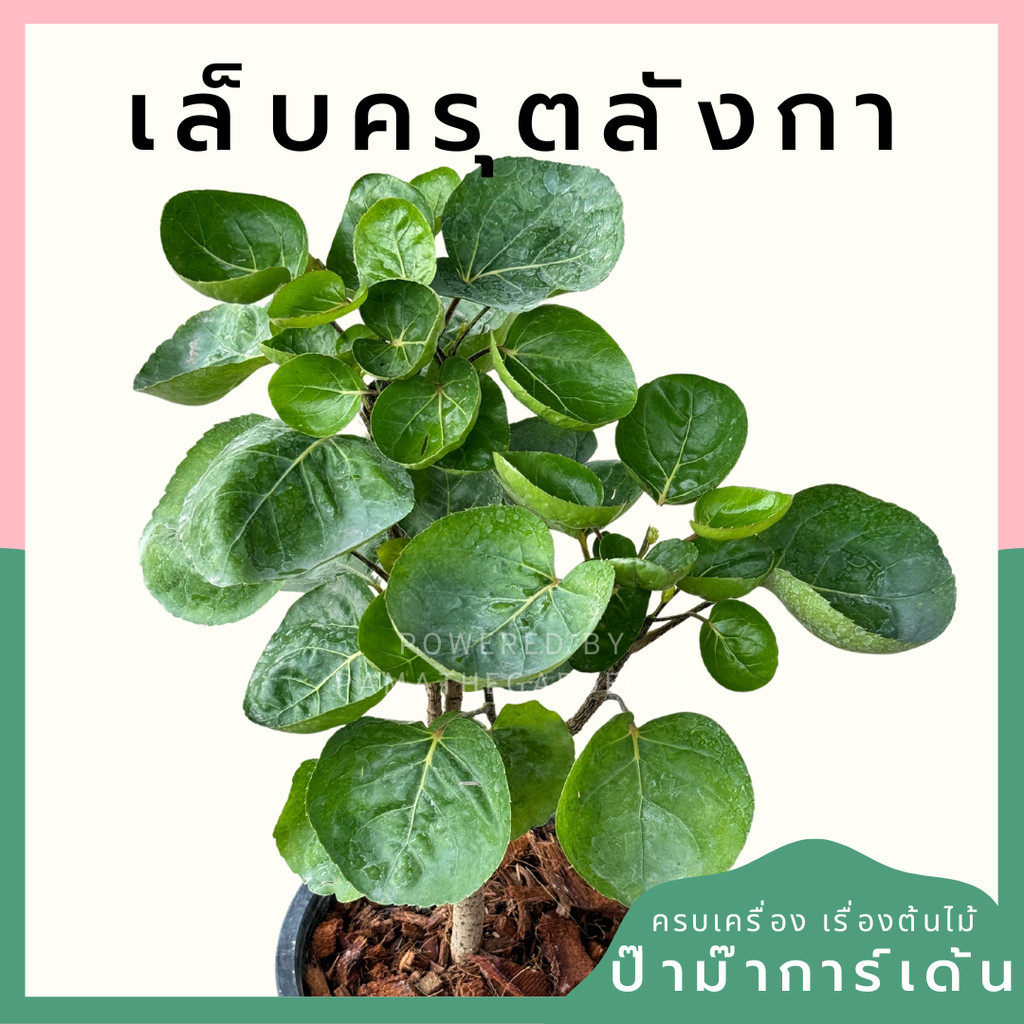 เล็บครุตลังกา กระถาง 8 นิ้ว  Polyscias