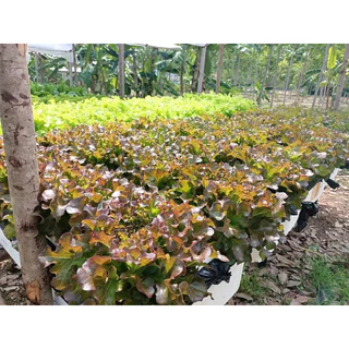 เมล็ดพันธ์ุผักสลัด 150-200 เมล็ด รับประกัน ตรงสายพันธุ์ อัตรางอก99% มีหลายแบบให้เลือก