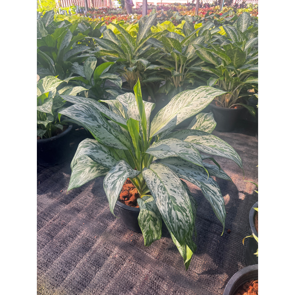 มุมมอง 3