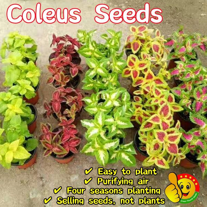 คละได้ 100 เมล็ด/ซอง Mixed Colors Coleus Seeds Perilla Blumei Flower Seeds for Planting Flower Plant เมล็ดดอกไม้ บอนสี
