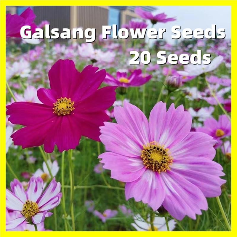 เมล็ดพันธุ์ ดอกคอสมอส Galsang Flower Seeds - บรรจุ 20 เมล็ด เมล็ดพันธุ์ ดาวกระจายคละสี ดอกคอสมอส Cosmos Flower Seed