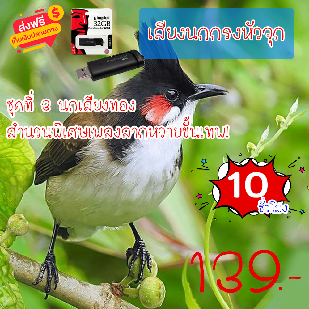 เสียงนกกรงหัวจุก ชุดที่ 3 เสียงนกกรงหัวจุก นกเสียงทอง สำนวนพิเศษเพลงลากหวายขั้นเทพ! ความยาว 10 ชม.เสียงชัด