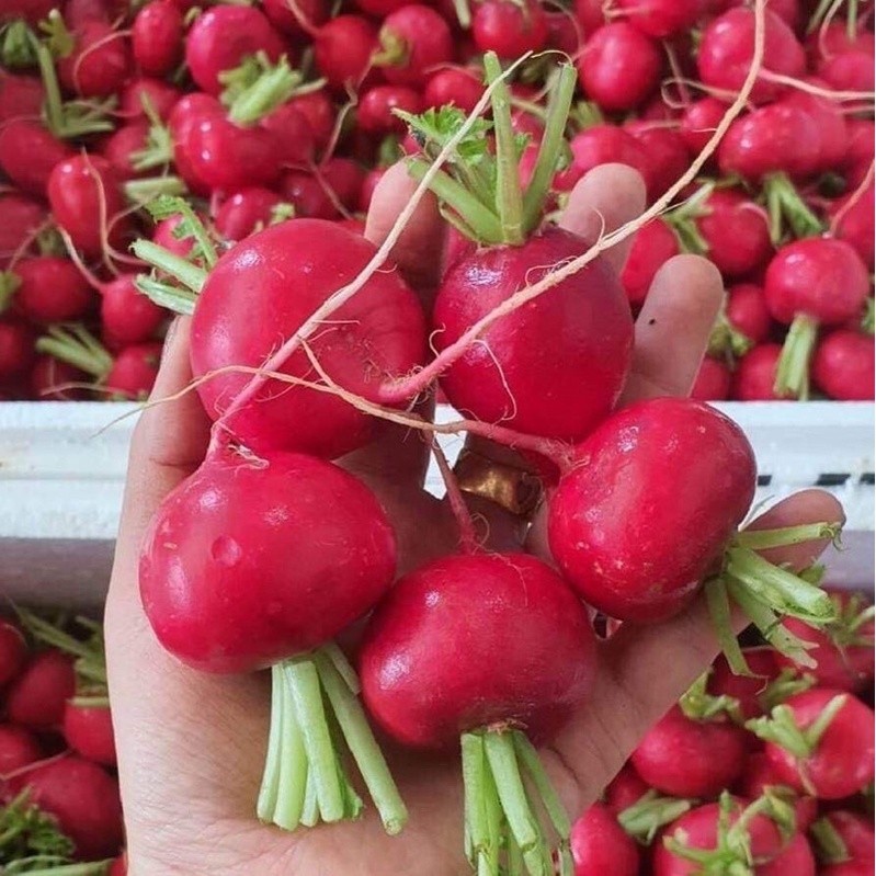 แรดิชสด (Radish)  ผักเพื่อสุขภาพ บรรจุ1โล สด ใหม่จาก ฟาร์ม ทุกวัน