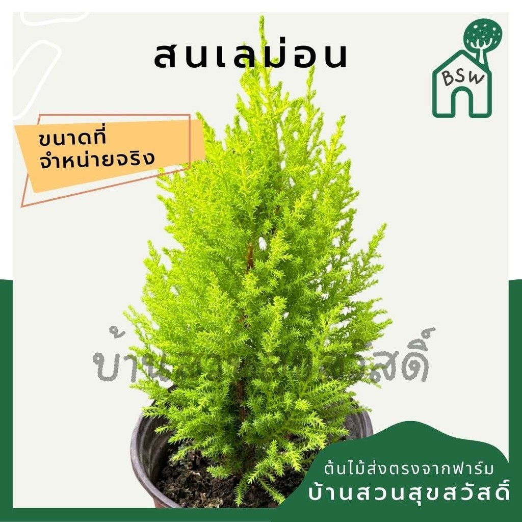 ต้นสนเลม่อน มีหลายขนาด กลิ่นหอมมาก Lemon Cypress Collection