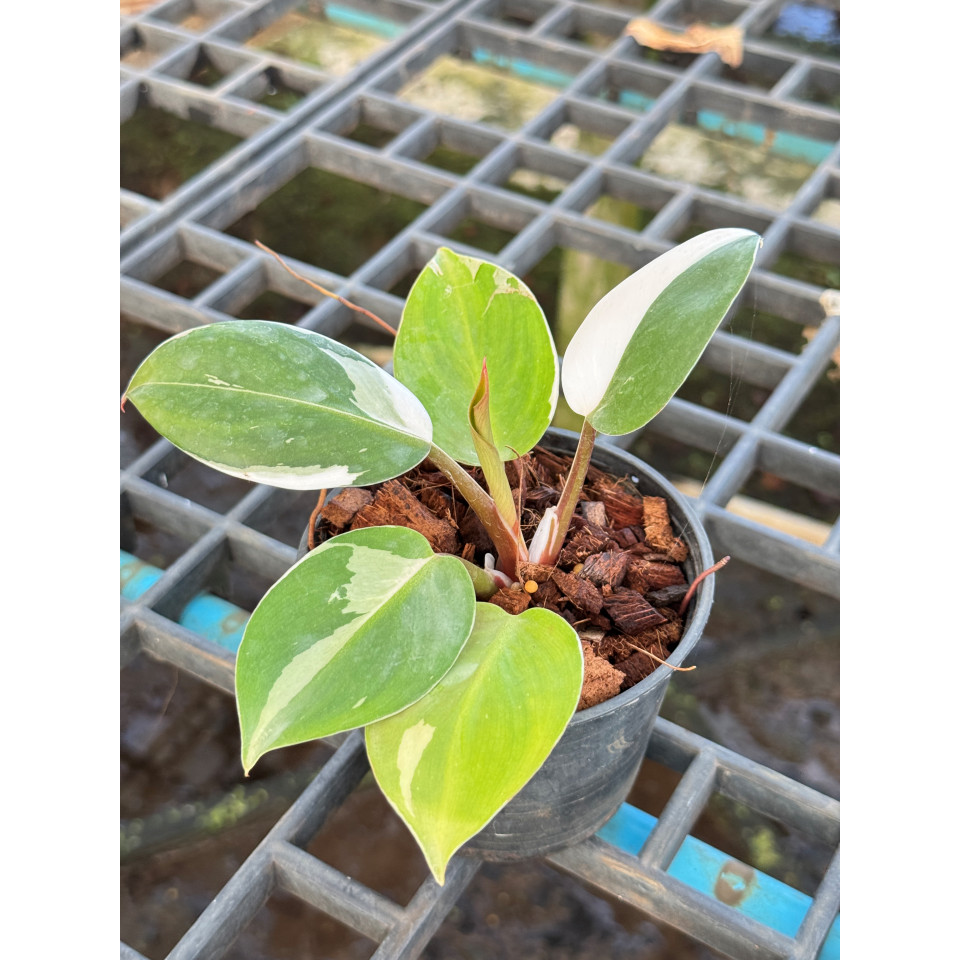 มุมมอง 4