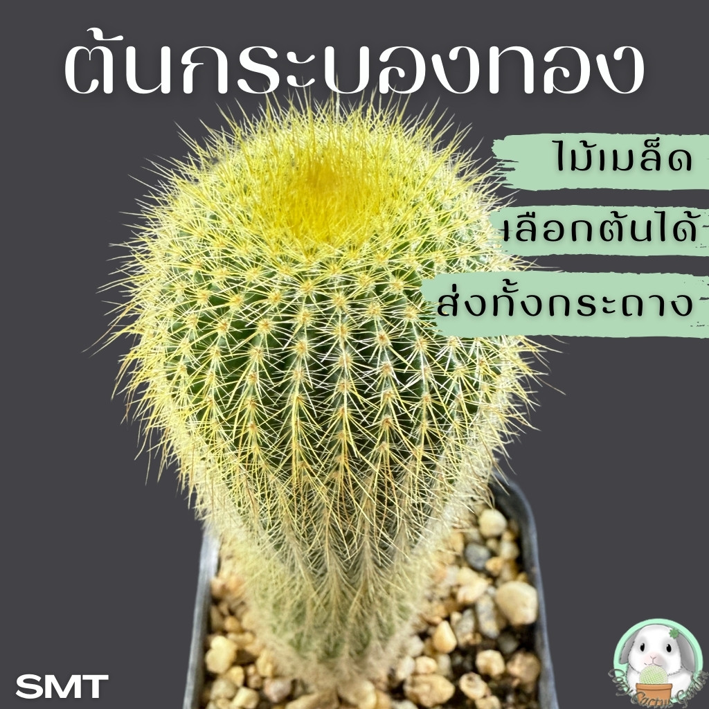 ต้นกระบองทอง (( เลือกต้นได้ )) ส่งทั้งกระถาง SET SMT (Notocactus leninghausii) ไม้เพาะเมล็ด - ต้นกระบองเพชร ราคาถูก🌵