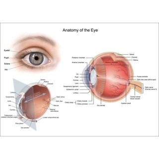Anatomy รูปแบบ Human Eye Optical Tester Chart Art ภาพยนตร์ Photocoping ผ้าไหมโปสเตอร์ Home Wall ตกแต่ง 24 0416 Snelen