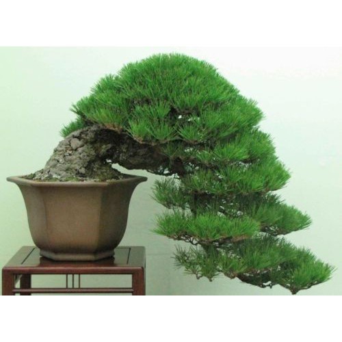 30 เมล็ด เมล็ดสน Japanese White Pine Pinus seeds ต้นไม้มงคล ต้นไม้ฟอกอากาศ ต้นสนใบพาย ต้นสนญี่ปุ่น ต้นมะขามบอนไซ บอนไซ