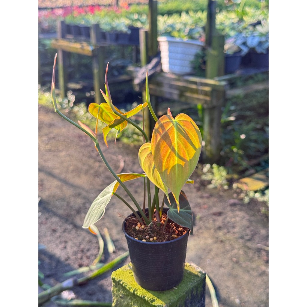 มุมมอง 5