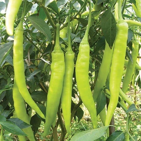 [10แถม1คละได้] เมล็ดพันธุ์ พริกหนุ่มขาว 30-70 เมล็ด  มีคู่มือปลูก