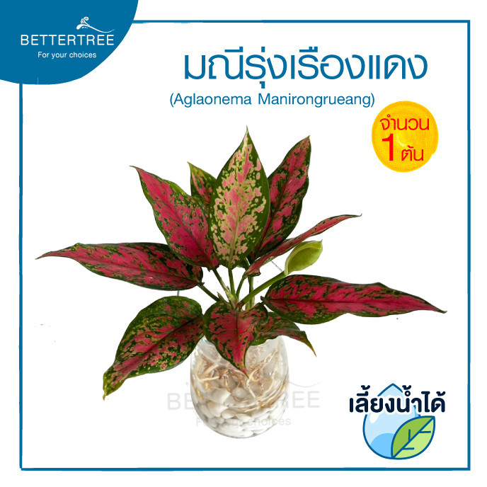 มณีรุ่งเรืองแดง ต้นใหญ่ (จำนวน 1 ต้น) เลี้ยงน้ำได้ ไม้มงคล ไม้ฟอกอากาศ ต้นไม้