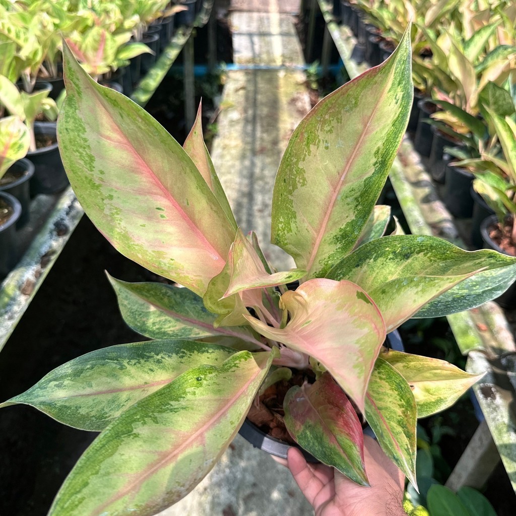 มุมมอง 6