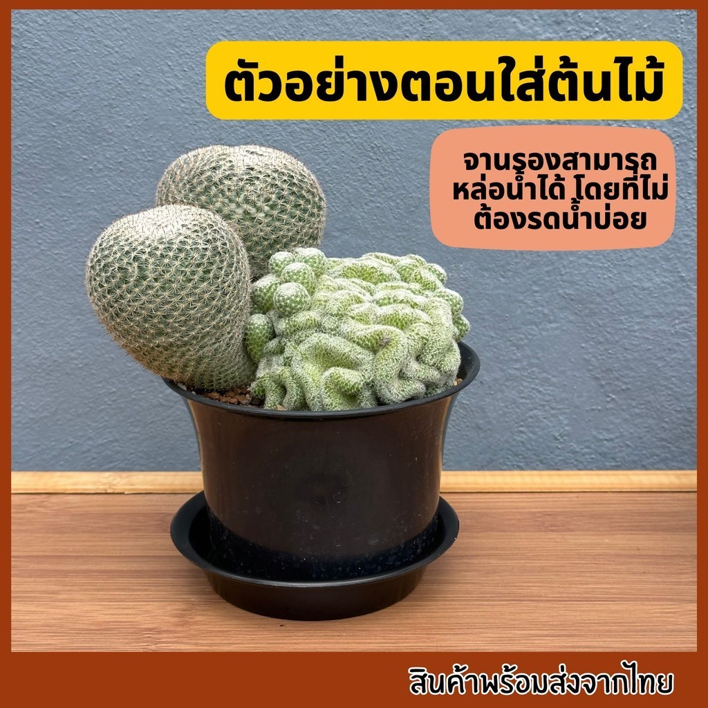 กระถางถ้วยชา5นิ้ว ถาดรองกระถางถ้วยชา กระถางปากกว้าง กระถาง5นิ้วทรงเตี้ย