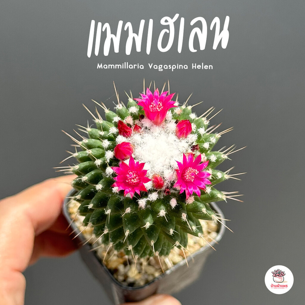 แมมเฮเลน Mammillaria Vagaspina Helen ไม้อวบน้ำ กุหลาบหิน cactus&succulent