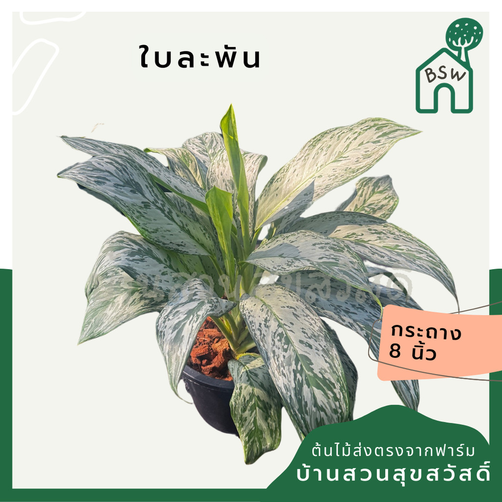 อโกลนีม่า เศรษฐีใบละพัน กระถาง 8 นิ้ว