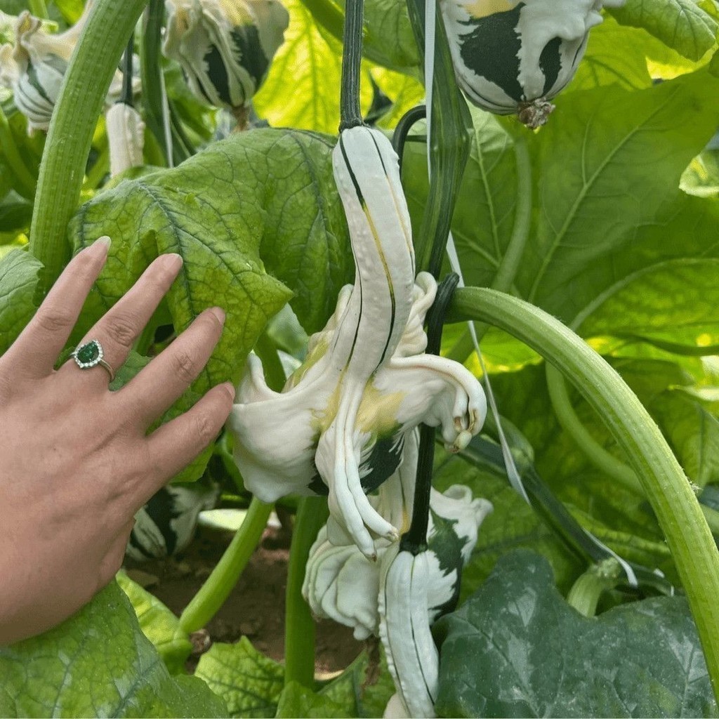 เมล็ดฟักทองหงส์ขาว เมล็ดฟักทองประดับ ของเล่นพิเศษ ฟักทองขนาดเล็ก ผัก ของประดับสวน