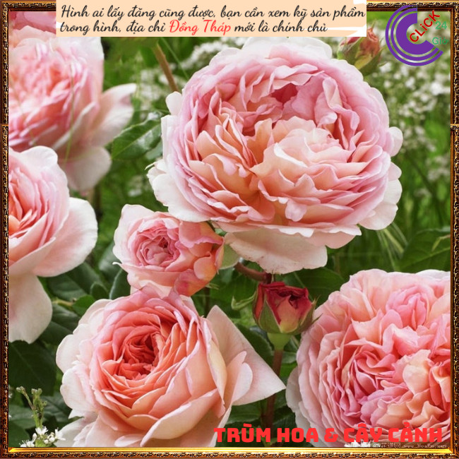 กระถางกุหลาบเลื้อยแอปริคอท Abraham Darby ️PKM SMART HOUSEHOLD APPLIANCES