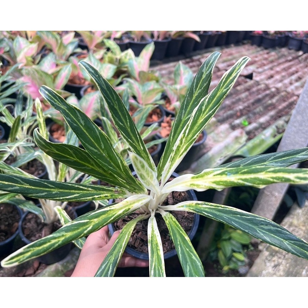 มุมมอง 2