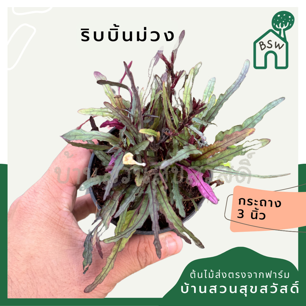 ต้นริบบิ้นม่วง ส่งพร้อมกระถาง 3 นิ้ว