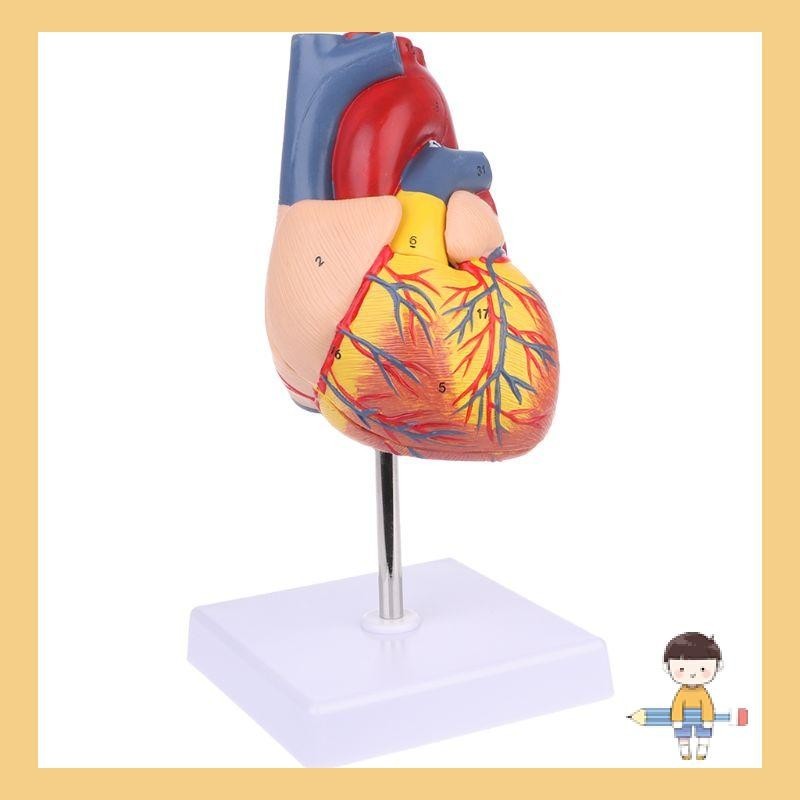 Stat Disassembled Anatomical Human Heart Model Anatomy Medical Teaching Tool