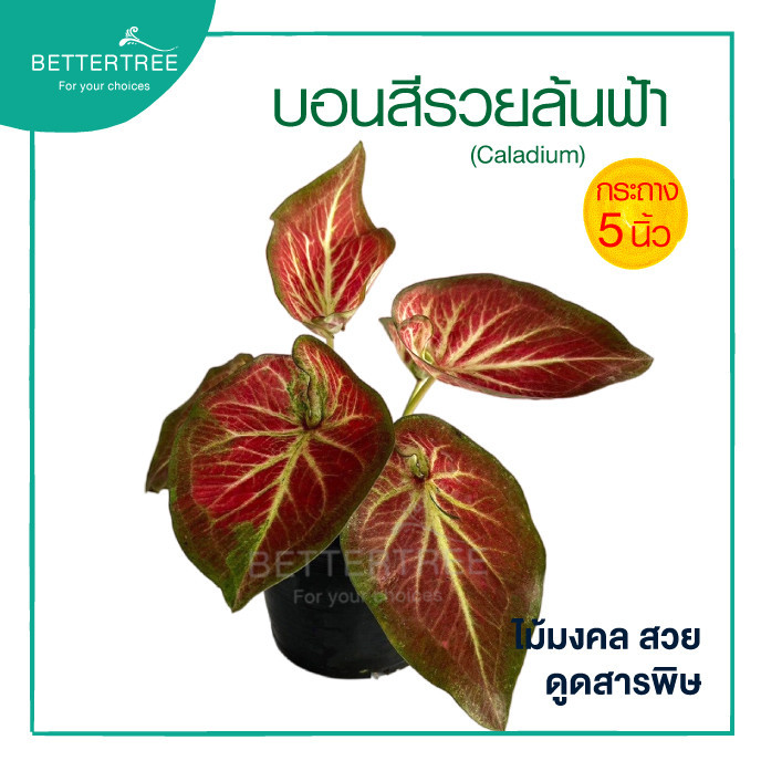 บอนสีรวยล้นฟ้า กระถาง 5 นิ้ว ไม้มงคล Caladium sp. ruaylonfah ไม้ฟอกอากาศ