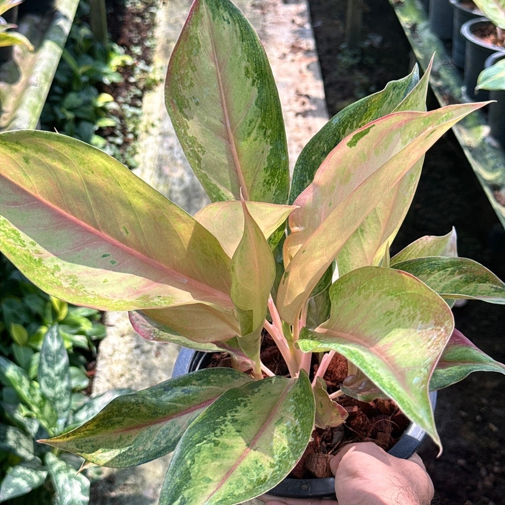 มุมมอง 2