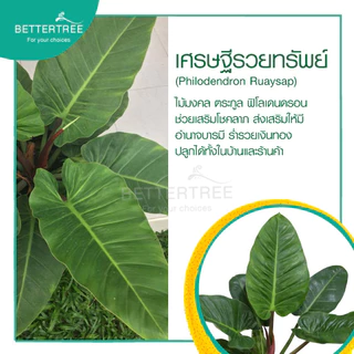 เศรษฐีรวยทรัพย์ กระถาง 3 นิ้ว ต้นไม้ฟอกอากาศ ต้นไม้มงคล ต้นไม้ในร่ม ต้นไม้
