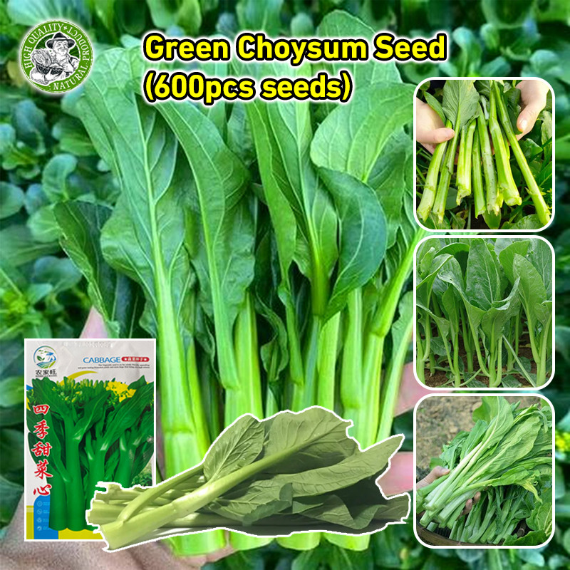 เมล็ดพันธุ์ กวางตุ้งดอก Green Choy Sum Seed Chinese Flowering Cabbage Organic Vegetable Seeds เมล็ดพันธุ์ผักกาดกวางตุ้ง