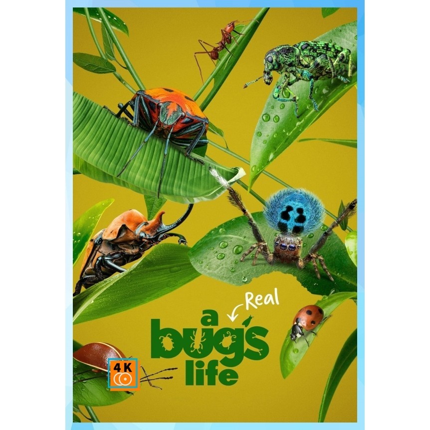 DVD A Real Bug s Life Season 1 (2024) 5 ตอน หนังดีวีดี หนังใหม่ เสียง อังกฤษ | ซับ ไทย