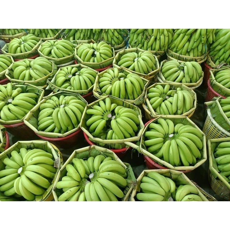 สด ใหม่จาก ฟาร์ม ทุกวัน กล้วยหอมทองจัมโบ้ กล้วยคุณภาพดี หอมหวาน ส่งตรงสวนพัทลุง ราคา ส่ง ถูกที่สุด