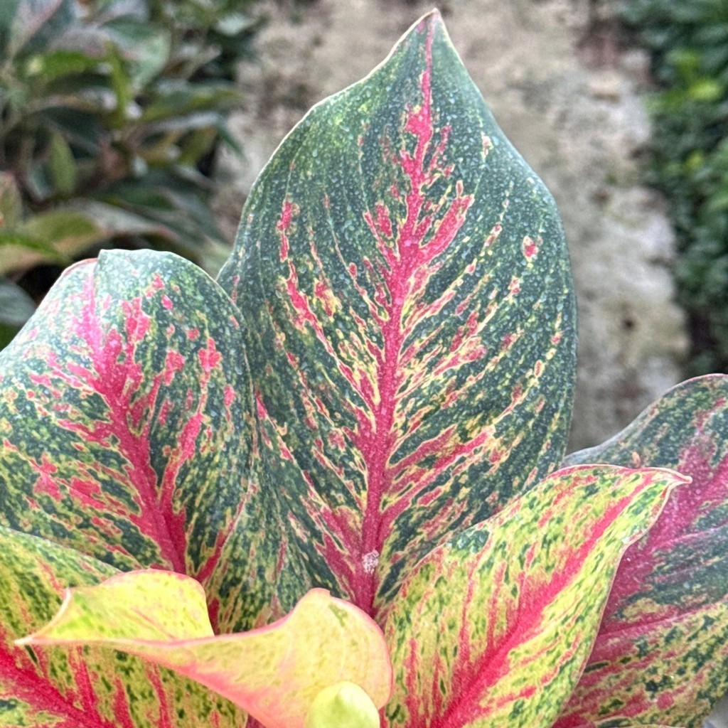 มุมมอง 3