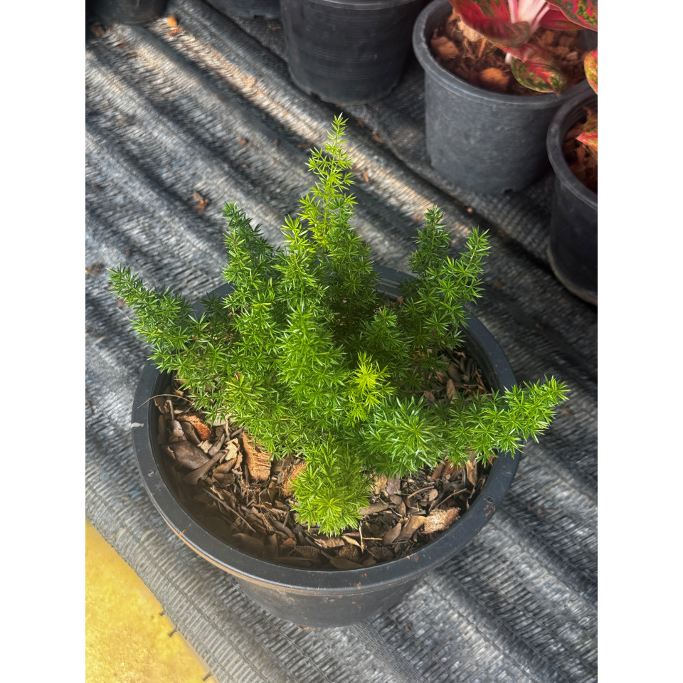 มุมมอง 3