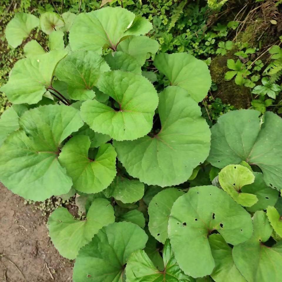 เมล็ดหญ้า Wufeng ขนาดใหญ่ ถั่วพุ่มหอม ทองคำป่า โลตัส หญ้า ใบโลตัส เทคนิค พืชไม้ยืนต้น Stolonoid ไม้พ