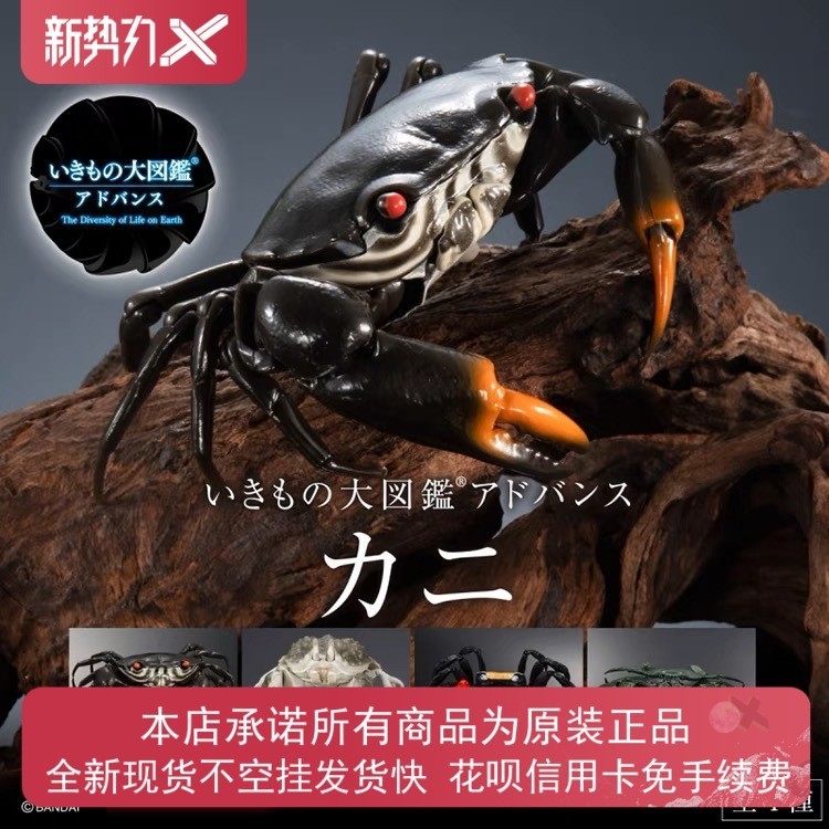 พร้อมสต็อก Bandai Gashapon Biological Big Illustrated Book Crab 03 Third Bomb Wide Spider Crab Bread