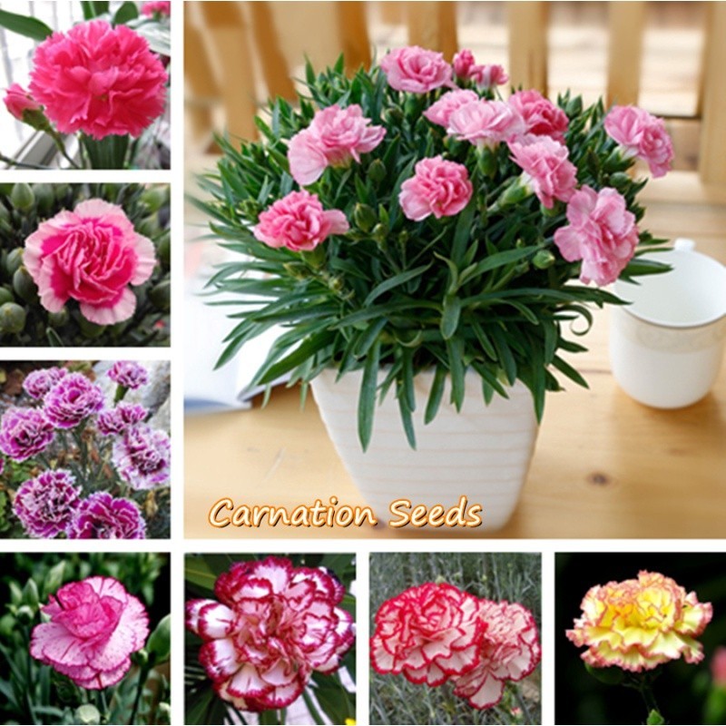 ประเทศไทย พร้อมสต็อก ปลูกง่าย ดอกคาร์เนชั่น Carnation Seeds บรรจุ 200 ดอกไม้จริง ต้นบอนสีทุกสี บอนสีสวยๆ บอนสีชายชล