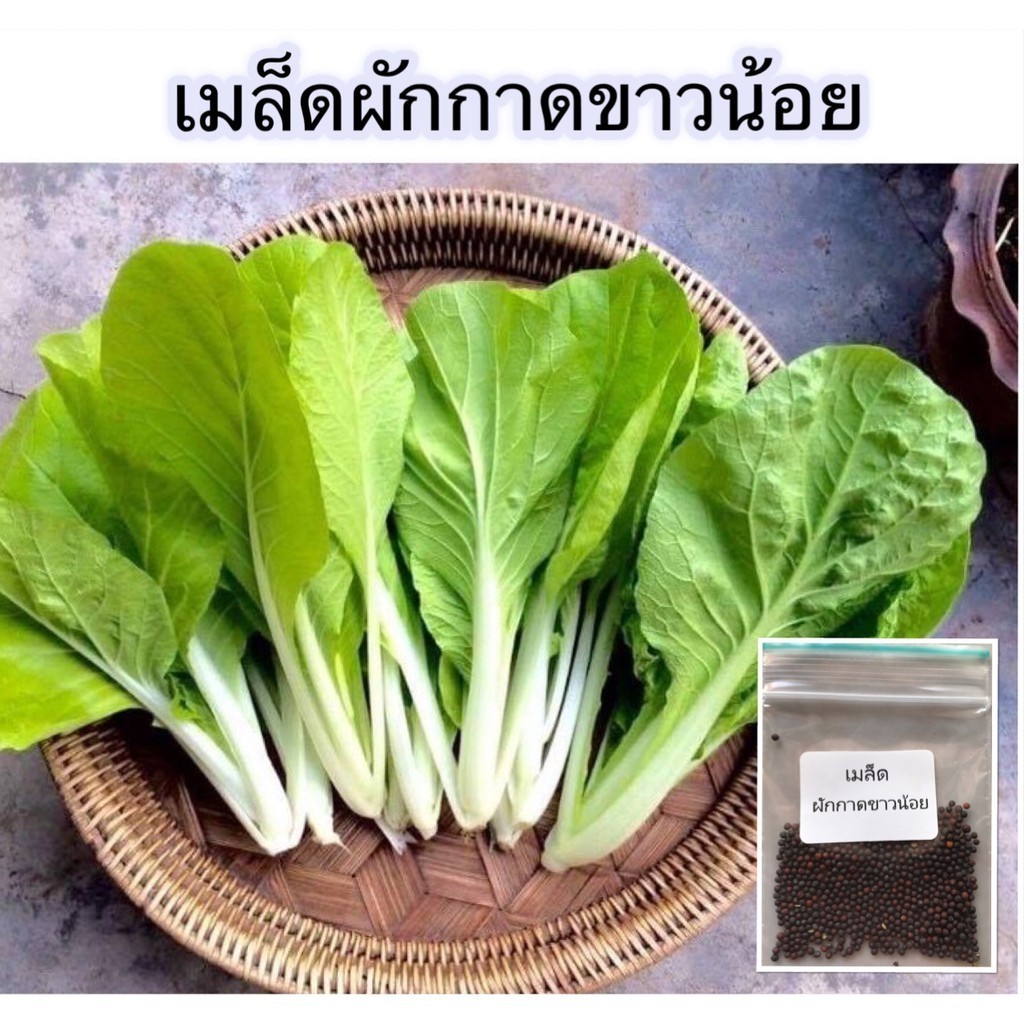 [10แถม1คละได้] เมล็ดพันธุ์ ผักผักกาดขาวน้อย คัดพิเศษ 1000 เมล็ด มีคู่มือปลูก