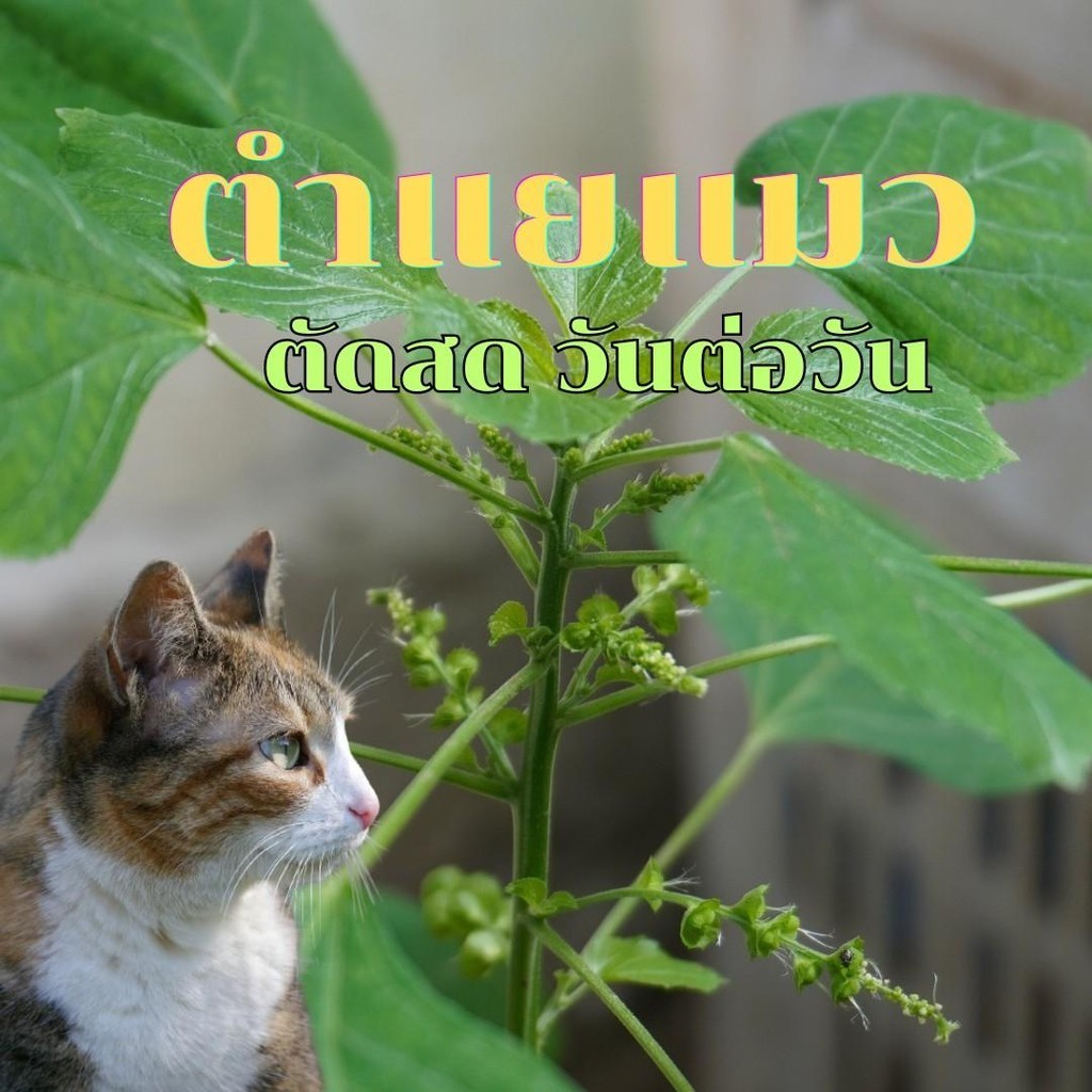 ตำแยแมวตัดสดรากใหญ่เก็บวันต่อวัน จำนวน 10 ราก ราคา ถูกที่สุด ดีลบีเคเค แกลเลอรีภาพที่ 2