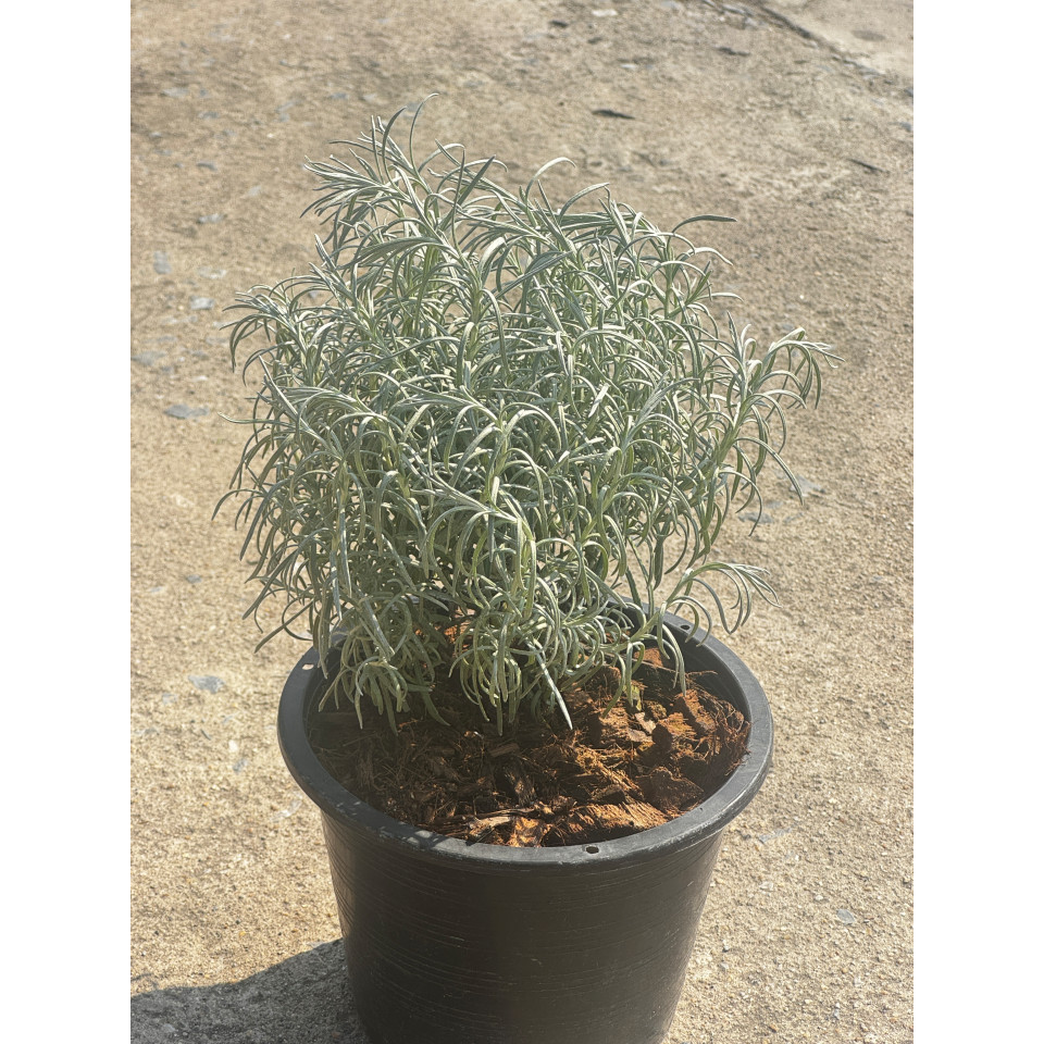 มุมมอง 3