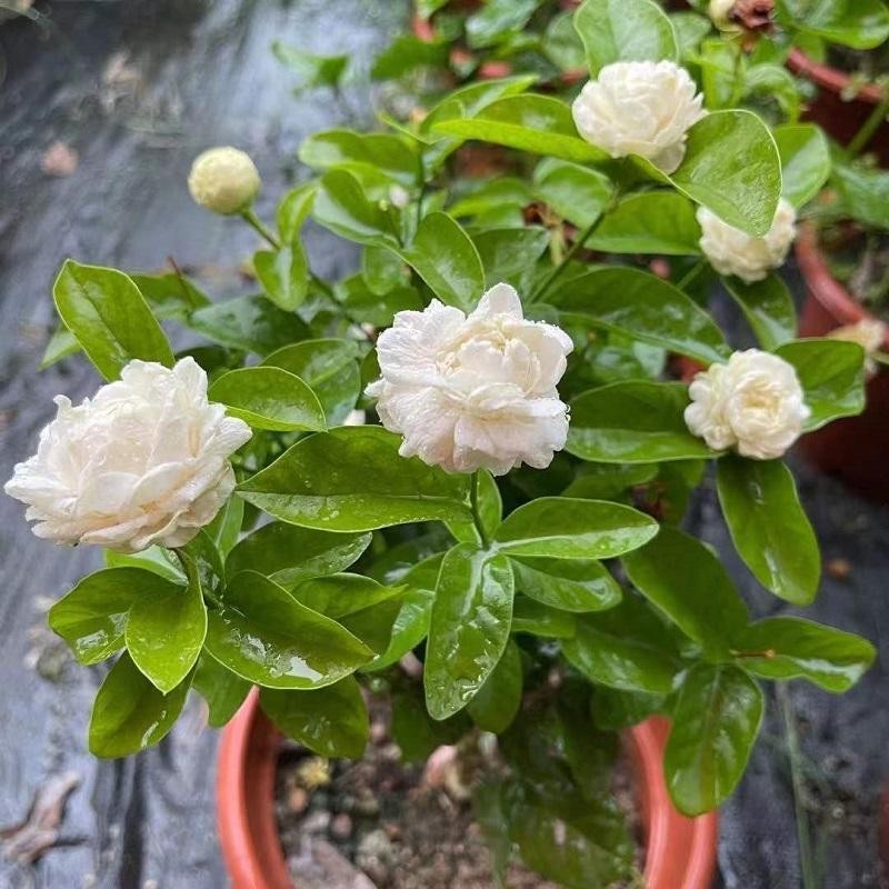 เมล็ดพันธุ์ ดอกมะลิ บรรจุ 50 เมล็ด Fragrant Jasmine Seed Flower Seeds เมล็ดดอกไม้ บอนสีราคาถูก ดอกไม้หอม เมล็ดบอนสี - รูปที่ 3