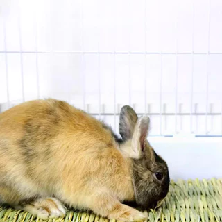 🐰 🐹รังหญ้าไก่ เสื่อหญ้ากระต่าย เสื่อฟางแบบนุ่มสําหรับสัตว์เลี้ยงหนูแฮมสเตอร์กระต่าย