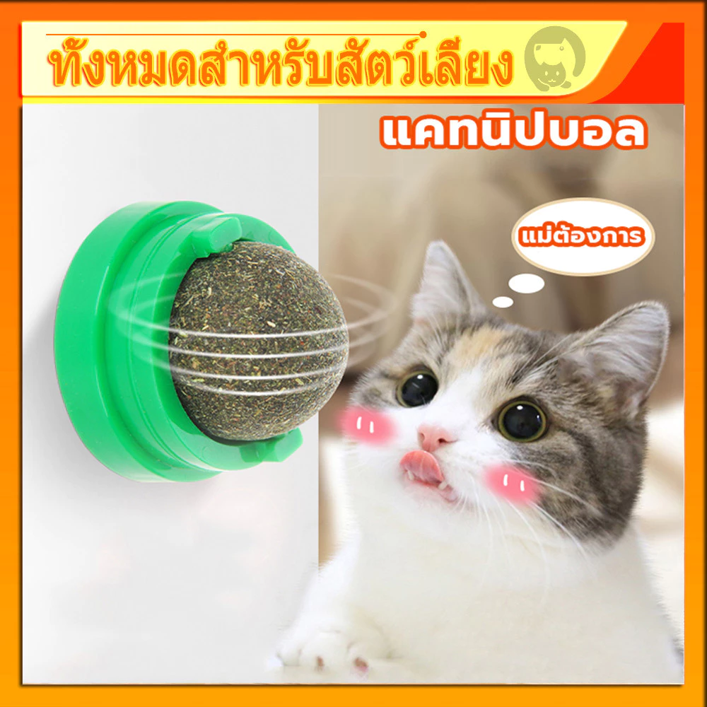 กัญชาแมว แคทนิปบอล ติดกำแพง ไม่กลิ้งหาย catnip ball แคทนิปแมว หญ้าแมว ของเล่นแมว ลดคราบหินปูน สําหรับสัตว์เลี้ยง